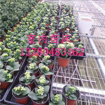 溫室<a href='/' target='_blank'><a href='http://www.wanfukm.cn/miaochuangsheshi/203.html'target='_blank'>花架網(wǎng)</a></a>廠家