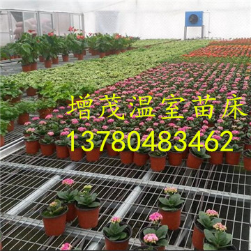 <a href='/' target='_blank'>移動(dòng)苗床</a>