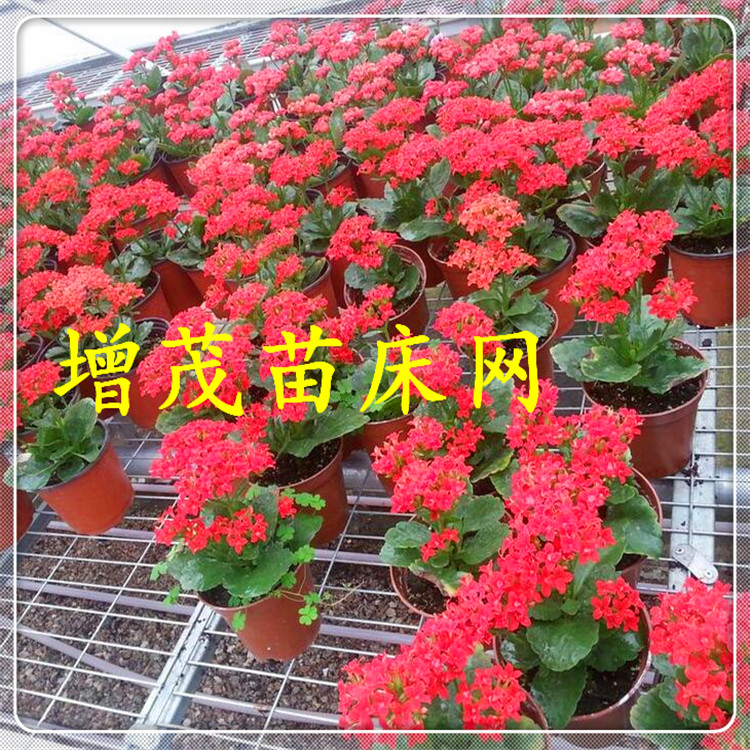 <a href='/' target='_blank'><a href='http://www.wanfukm.cn/miaochuangsheshi/203.html'target='_blank'>花架網(wǎng)</a></a>鍍鋅網(wǎng)片