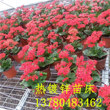 <a href='/' target='_blank'><a href='/' target='_blank'>溫室苗床</a>網</a>